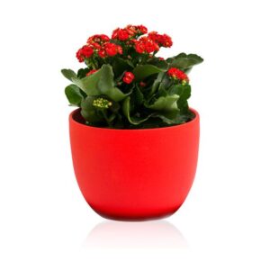 Kwiaty doniczkowe Calanchoe Blossfelda w doniczce