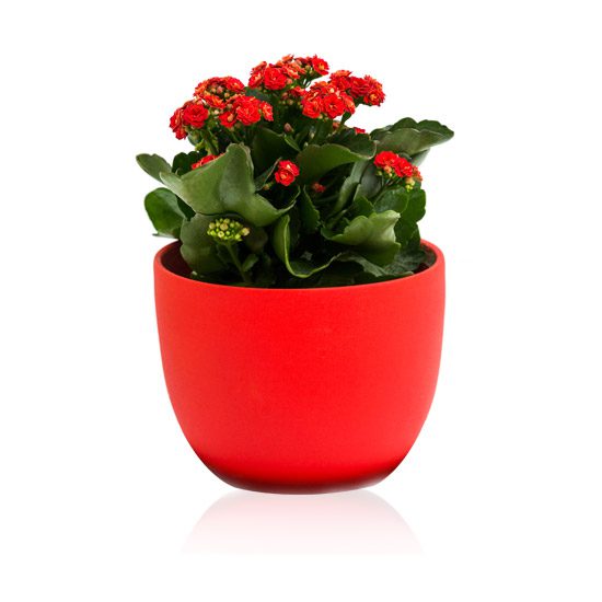 Kwiaty doniczkowe Calanchoe Blossfelda w doniczce