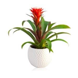 Kwiat doniczkowy guzmania